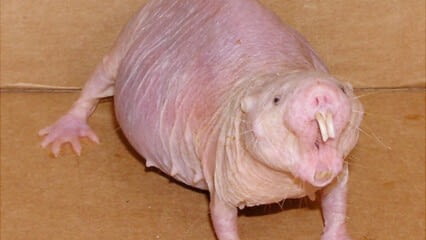 First International Good Hair Day