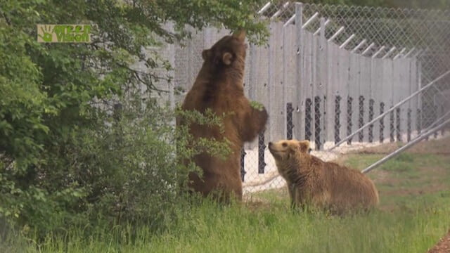 Bärenwald Arbesbach - Green Vision