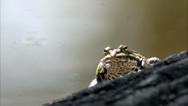 LOBAU - Was blieb von der Wildnis vor Wien? - oktoKIDS