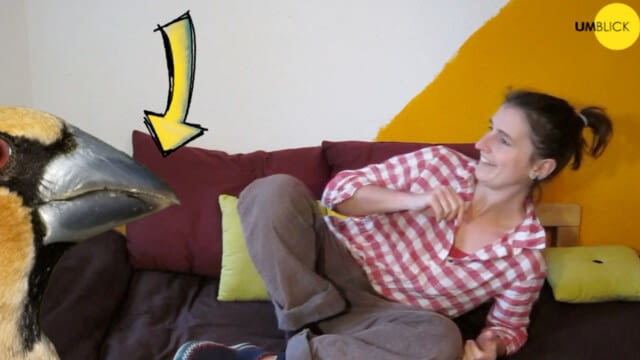 Unsere Vögel im Winter   + Vogelfutter Rezept (für deinen Garten) - Umblick - Gemeinsam daheim