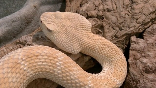 Im Reptilienzoo Happ - Der kleine Stadtstreicher