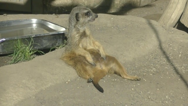 Frühling im Zoo Schönbrunn - Der kleine Stadtstreicher