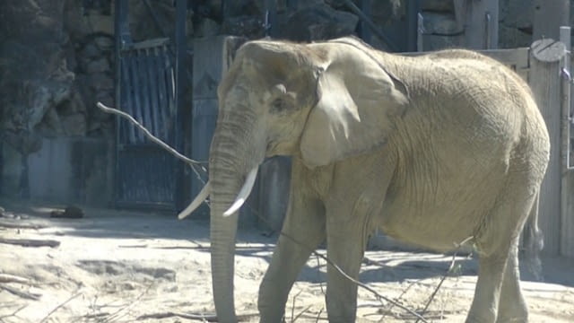 Tierische Jungstars in Schönbrunn - Der kleine Stadtstreicher