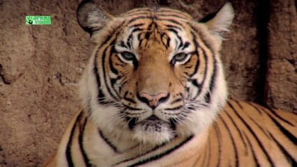 oktothek_episode_thumb_img