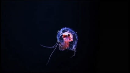 oktothek_episode_thumb_img