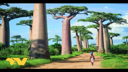 Posterframe von Afrika TV: Reichtum der afrikanischen Natur