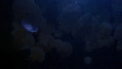 oktothek_episode_thumb_img