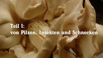 Posterframe von Von Pilzen, Insekten und Schnecken