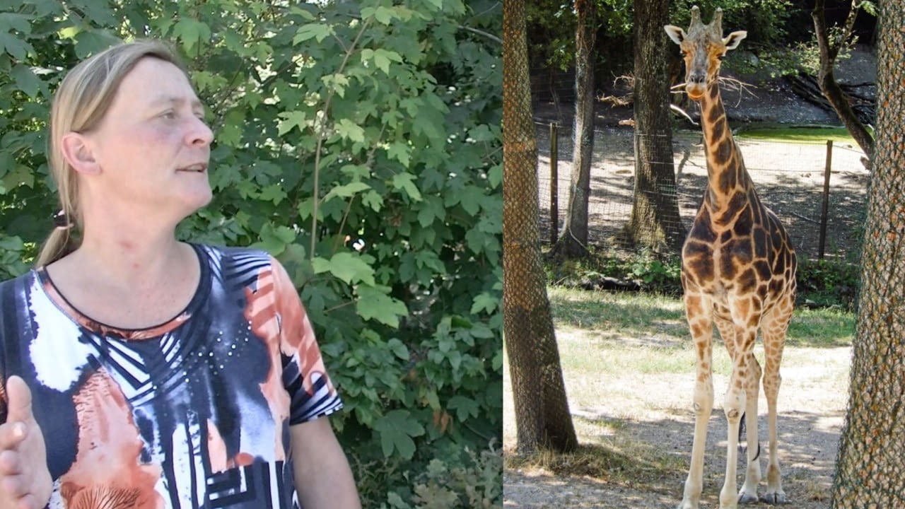 Il piccolo randagio della città: lo zoo di Schmiding