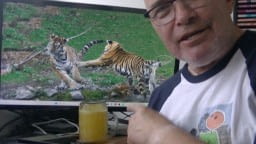 Malý městský tulák: ZOO ve Schönbrunnu v létě